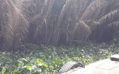 Long An: Phát hiện thi thể trên kênh, không giấy tờ tùy thân