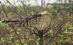 Truy tìm kẻ phá hoại gần 150 gốc đào Tết ở Bắc Ninh