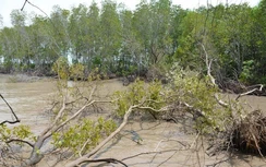 Sai phạm tại các dự án trồng rừng, nhiều lãnh đạo ở Sóc Trăng bị "nhắc nhở"