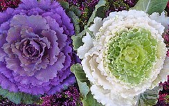 Thích thú với hoa bắp cải thành cây cảnh Tết