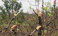 Hàng trăm gốc đào Tết bị phá hoại, chủ một vườn đào tự tử
