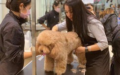 Làm đẹp cho thú cưng dịp Tết: Bạc triệu cũng bị "đuổi"