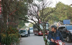 Đào rừng giá trăm triệu xuống phố đón Tết