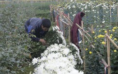 Cận Tết hoa tươi rớt giá, dân Tây Tựu như "ngồi trên lửa"