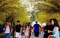 Ngắm đường mai và phố ông Đồ tuyệt đẹp ở trung tâm Sài Gòn