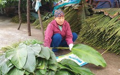 Làng trồng lá gói bánh chưng tiến vua hối hả vào Tết