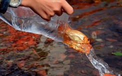 Thả cá phóng sinh ngày ông Công, ông Táo sao cho đúng cách?
