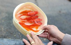 Cách thả cá chép ngày ông Công, ông Táo đúng nhất