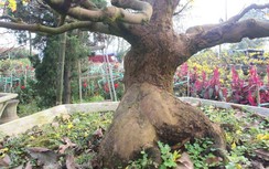 Những gốc mai trăm tuổi khoe dáng giữa chợ hoa Tết khiến… vạn người mê mẩn