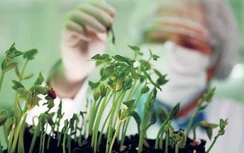 Quân đội Mỹ biến cây trồng thành phương tiện gián điệp