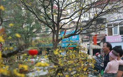 Mai vàng Bình Định giá 150 triệu đồng “ngóng” người mua