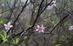 Đêm Giao thừa Tết Nguyên đán Kỷ Hợi, miền Bắc có mưa xuân