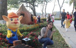 Hào hứng "check-in" cùng những chú lợn trong năm Kỷ Hợi 2019