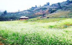 Lên Mộc Châu ngắm bạt ngàn cải trắng