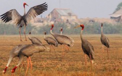 Về Tràm Chim khám phá vẻ đẹp vùng Đồng Tháp Mười