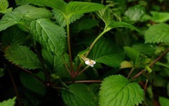 Thanh ngâm tăng cường tiêu hóa