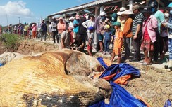 Xác cá voi hàng chục tấn trôi vào vùng biển Bạc Liêu