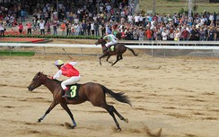 Đà Nẵng đang tìm đất cho dự án Trường đua ngựa 200 triệu USD