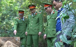 Nhiều cán bộ, công an có nguy cơ phơi nhiễm HIV khi truy bắt trộm sưa