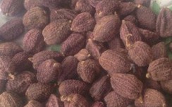 Dương xuân sa trị phong thấp, tả lị