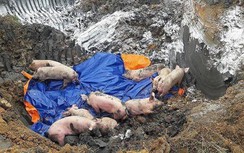 Phát hiện thêm điểm mắc dịch tả lợn Châu Phi: Dấu hiệu, cách phòng tránh