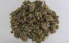 Hoa mật mông chữa đau mắt, quáng gà