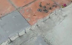 "Trồng" đinh trên lối đi vỉa hè - cách hành xử "vô pháp"