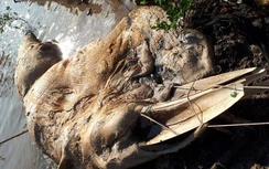 Liên tiếp phát hiện xác cá voi hơn 10 tấn dạt vào bờ biển ở miền Tây