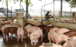 Sợ dịch tả lợn châu Phi tấn công, TP.HCM lên sẵn kế hoạch đối phó