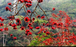 10 lời chúc đầu tháng 3 mùa "hoa gạo nở" hay nhất