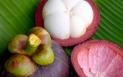 Măng cụt chữa lỵ, bệnh vàng da