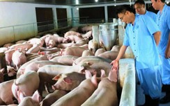 Tuyệt đối không để xảy ra dịch tả lợn châu Phi tại TP.HCM