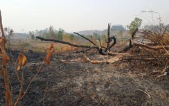 Vụ phá rừng vành đai biên giới ở Gia Lai: Hoả tốc chỉ đạo điều tra
