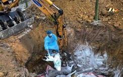 Cập nhật dịch tả lợn Châu Phi: Lây lan chóng mặt, 12 tỉnh có dịch