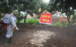 Thêm địa phương xuất hiện dịch lợn tả châu Phi