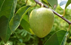 Bình bát sát trùng, chữa đau răng