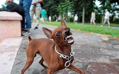 Bé 9 tuổi bại não bị 4 con chó nhà tấn công