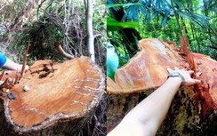 Kỷ luật 6 cán bộ, nhân viên bảo vệ rừng phòng hộ đầu nguồn Tả Trạch