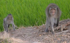 Khỉ hoang lại tấn công nhà dân, cắn hai bé trai ở Sóc Trăng
