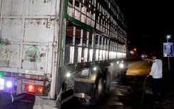 Trắng đêm trên QL1 ngăn dịch tả lợn châu Phi vào Nam