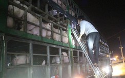 Trắng đêm “ngăn” bệnh dịch tả lợn xâm nhiễm tại các chốt chặn trên QL1