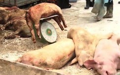 Hải Phòng tiêu hủy hơn 6.000 con lợn mắc dịch tả lợn châu Phi