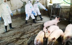 Lạng Sơn bùng phát dịch tả lợn châu Phi
