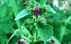 Thiến thảo chữa viêm loét dạ dày