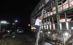 Quảng Trị lập thêm chốt chặn trên QL1 “ngăn” bệnh dịch tả lợn châu Phi