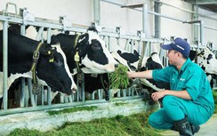 “Resort” bò sữa Vinamilk Tây Ninh - Ngôi nhà lý tưởng của những cô bò