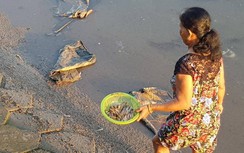 Cá chết bất thường nổi trắng ở mé sông Maspéro