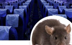 Hy hữu: Hai chuyến bay bị chậm, huỷ vì phát hiện chuột trên máy bay