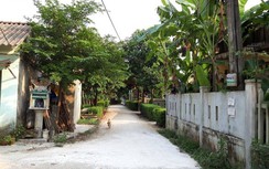 Xuất hiện ổ dịch tả lợn châu Phi ở Quảng Trị