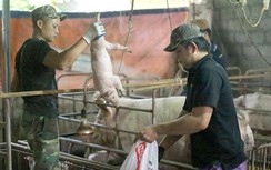 Nước mắt người nuôi lợn